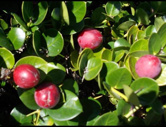 LAND FOR SALE IN NUM NUM CAPE ESTATE